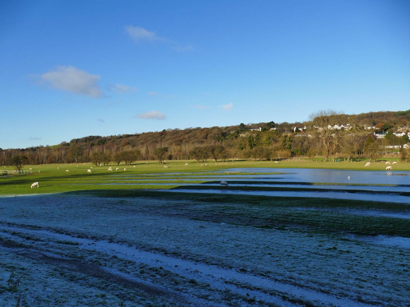A frosty field beside Hadfield Farm with standing water lying in long bands, sheep grazing, and the wooded hillside of west Ilkley behind