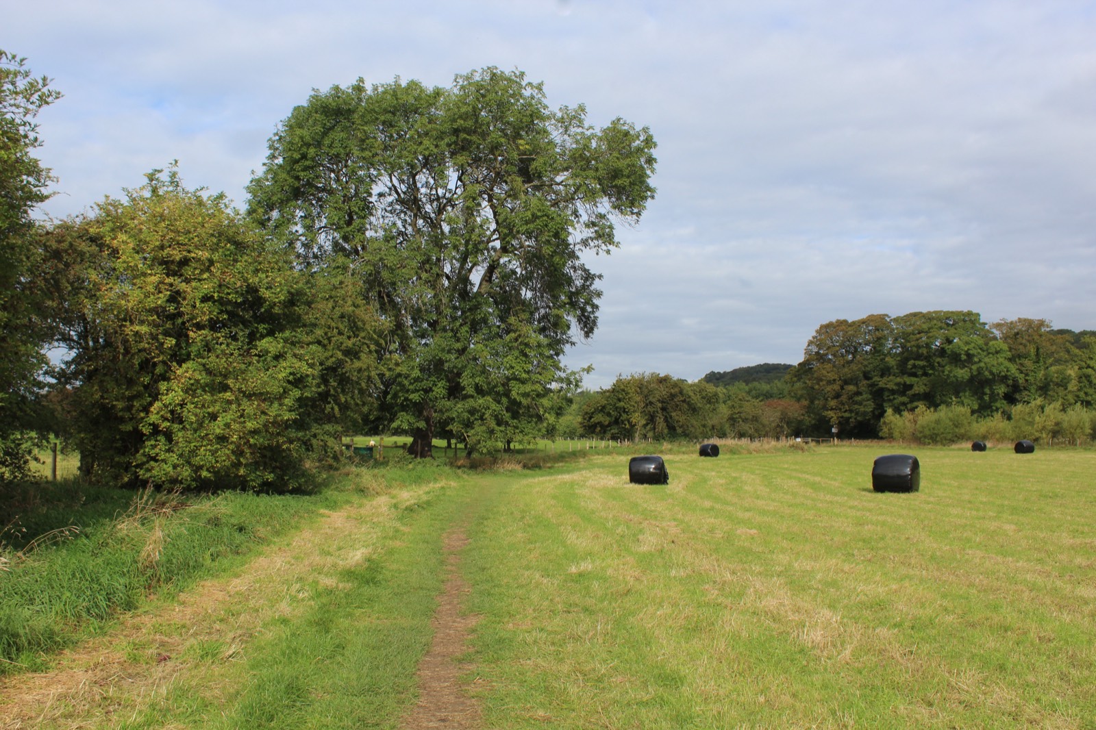 The Dales Way footpath crossing a mown hay meadow at Hadfield Farm, with a large tree, hedgerow and wrapped bales